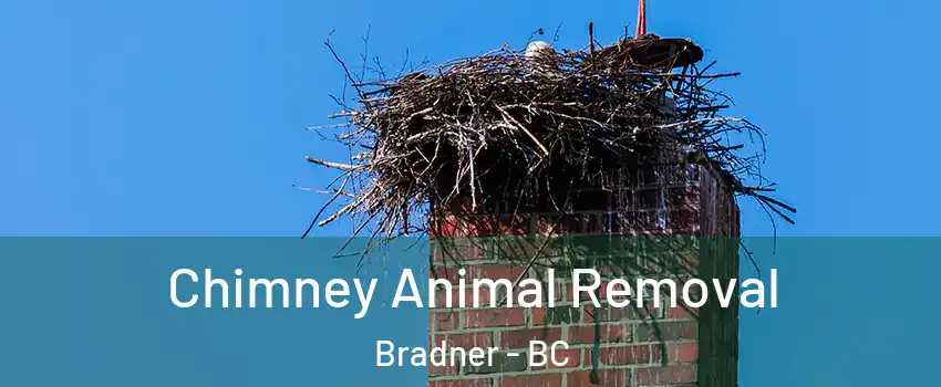 Chimney Animal Removal Bradner - BC